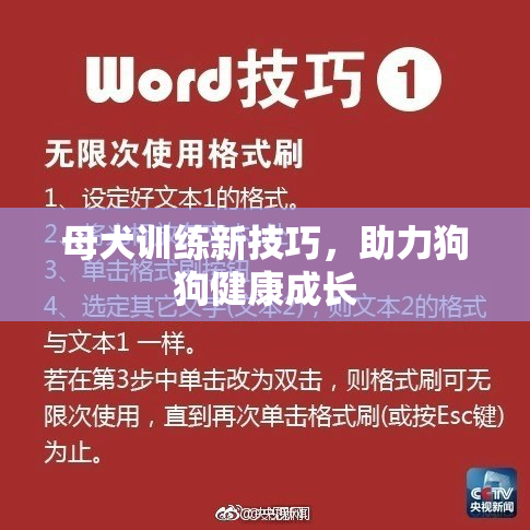母犬训练新技巧，助力狗狗健康成长