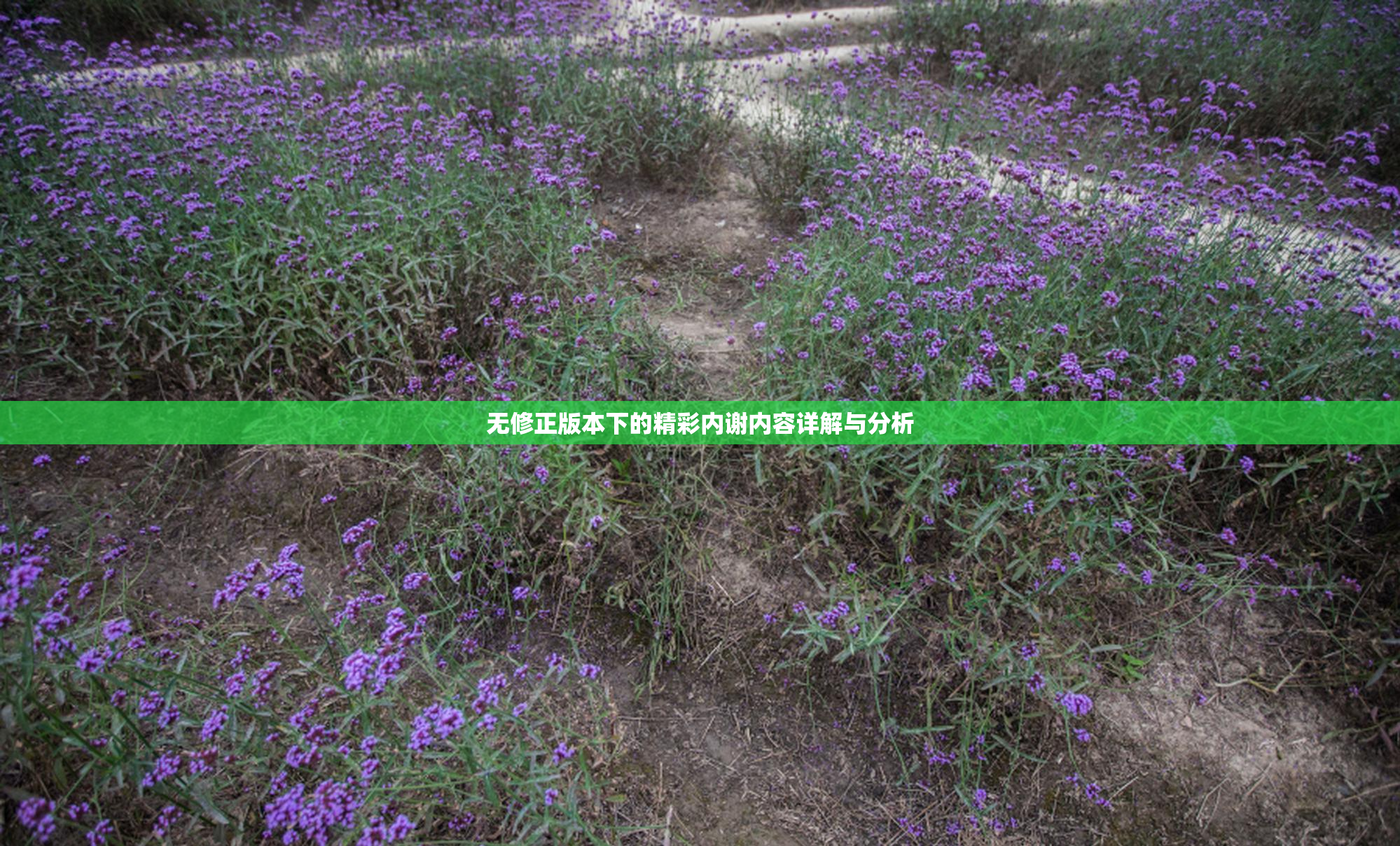 无修正版本下的精彩内谢内容详解与分析