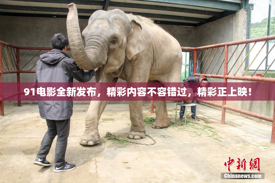 91电影全新发布，精彩内容不容错过，精彩正上映！
