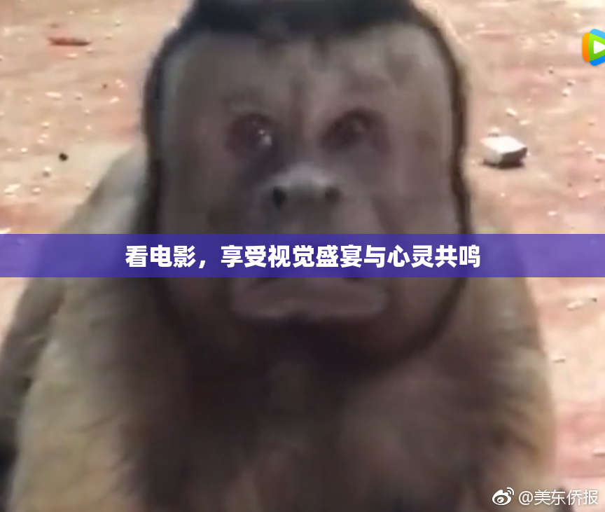 看电影，享受视觉盛宴与心灵共鸣