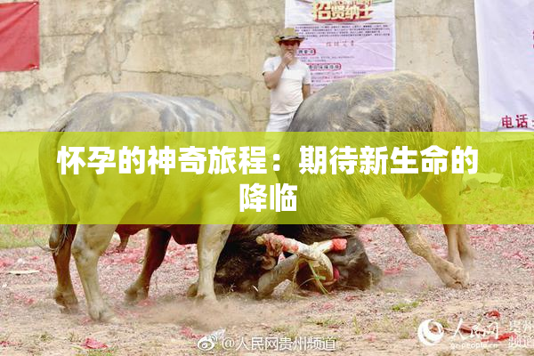 怀孕的神奇旅程：期待新生命的降临