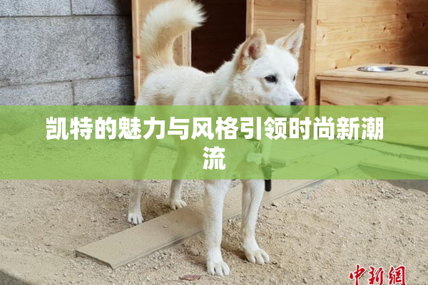 凯特的魅力与风格引领时尚新潮流