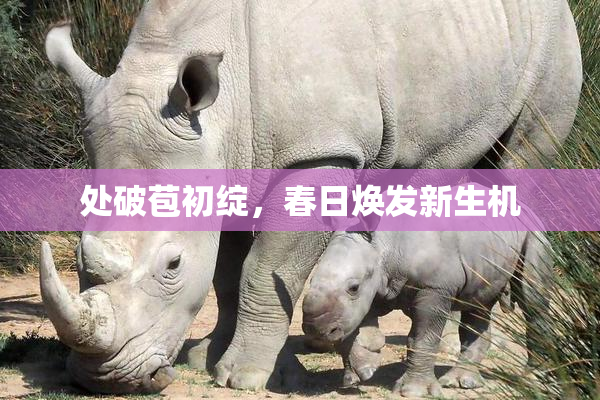 处破苞初绽，春日焕发新生机