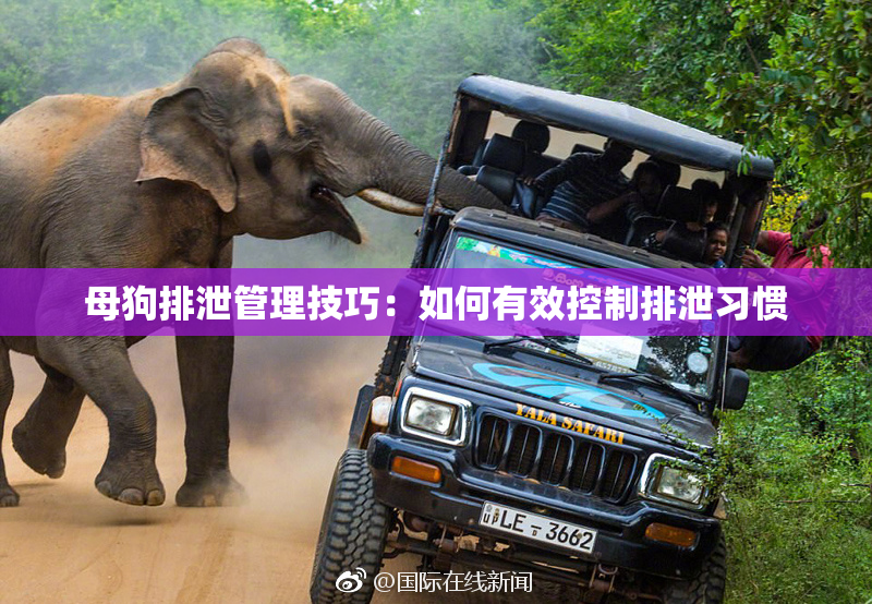 母狗排泄管理技巧：如何有效控制排泄习惯