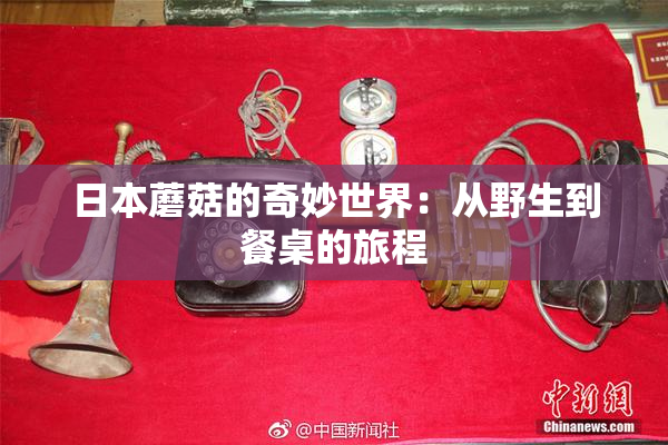 日本蘑菇的奇妙世界：从野生到餐桌的旅程