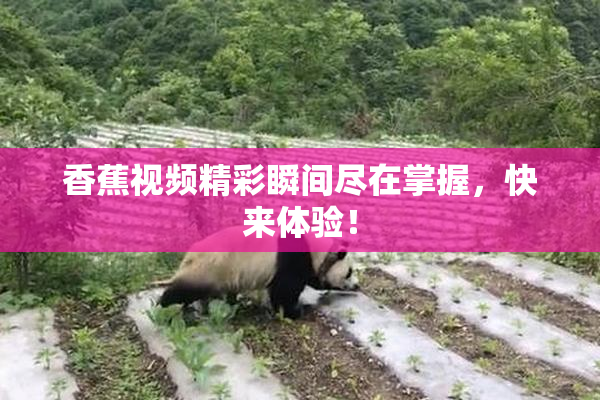 香蕉视频精彩瞬间尽在掌握，快来体验！