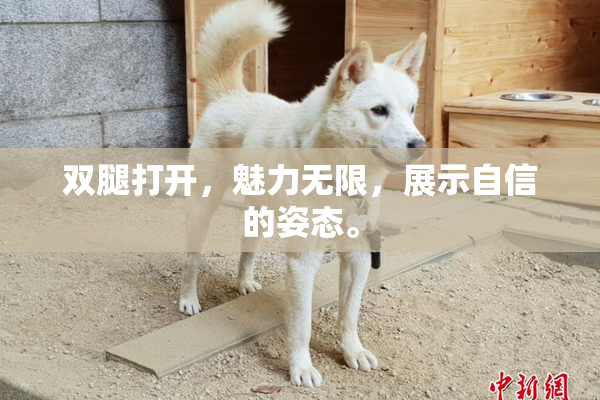 双腿打开，魅力无限，展示自信的姿态。