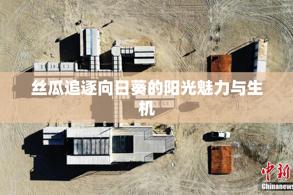 丝瓜追逐向日葵的阳光魅力与生机