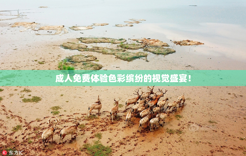 成人免费体验色彩缤纷的视觉盛宴！