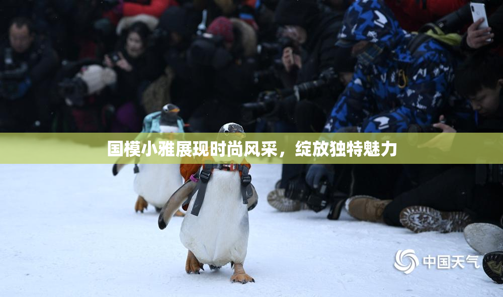 国模小雅展现时尚风采，绽放独特魅力