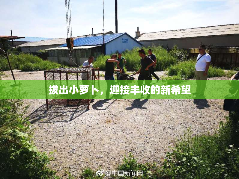 拔出小萝卜，迎接丰收的新希望