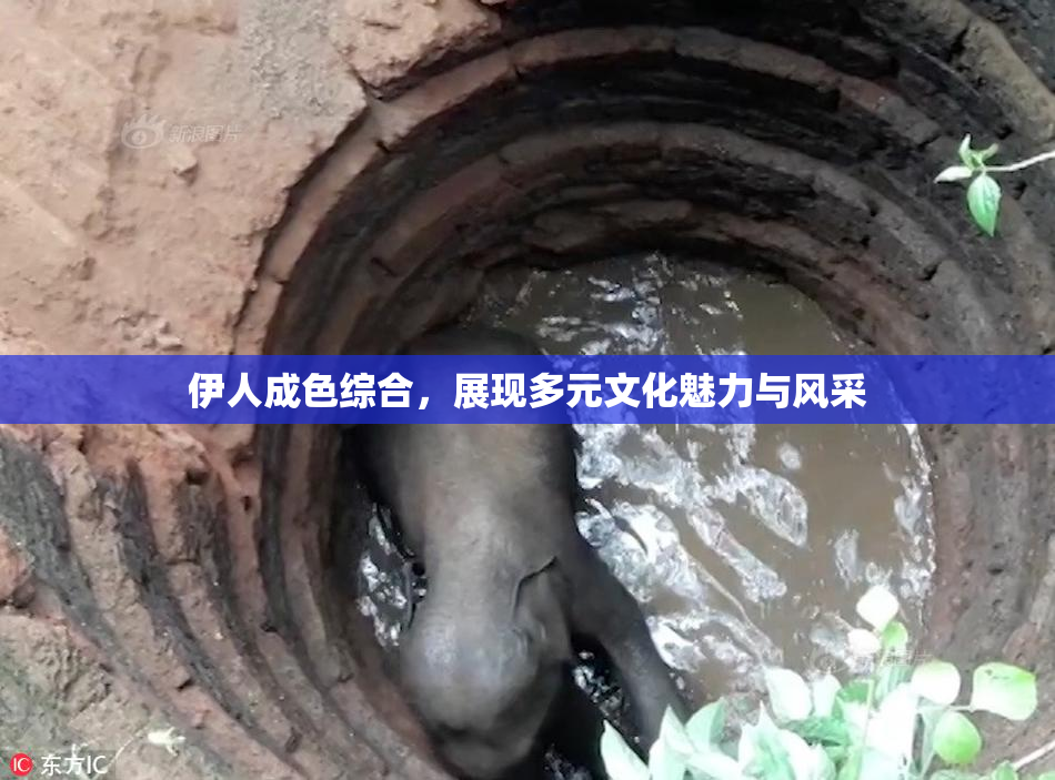 伊人成色综合，展现多元文化魅力与风采