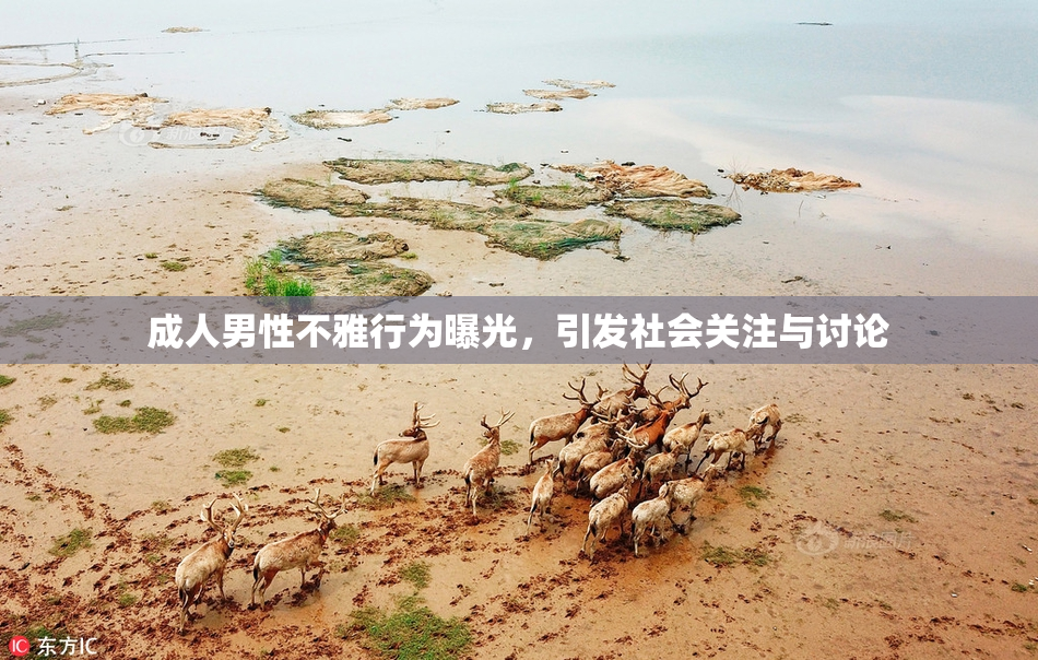 成人男性不雅行为曝光，引发社会关注与讨论