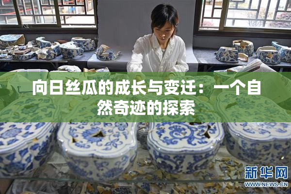 向日丝瓜的成长与变迁：一个自然奇迹的探索