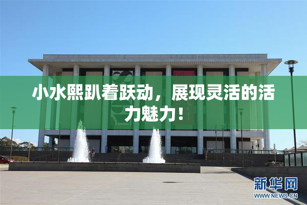 小水熙趴着跃动，展现灵活的活力魅力！