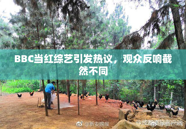 BBC当红综艺引发热议，观众反响截然不同