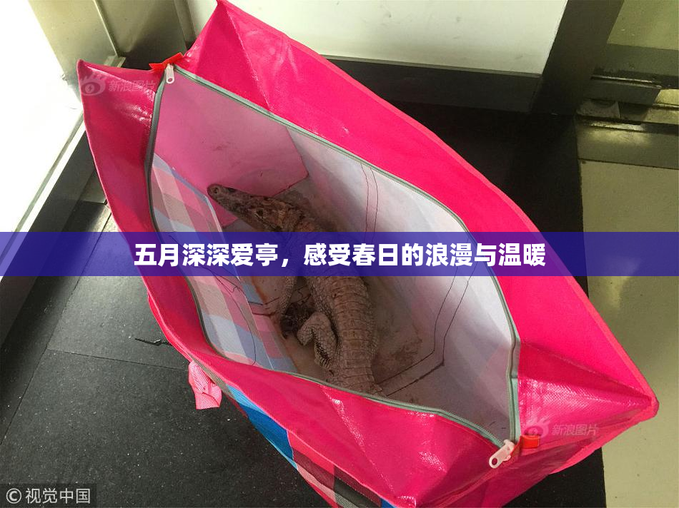 五月深深爱亭，感受春日的浪漫与温暖