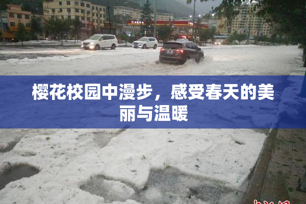 樱花校园中漫步，感受春天的美丽与温暖