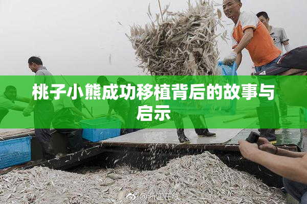 桃子小熊成功移植背后的故事与启示