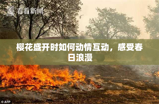 樱花盛开时如何动情互动，感受春日浪漫
