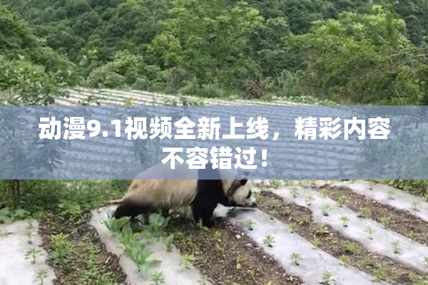 动漫9.1视频全新上线，精彩内容不容错过！