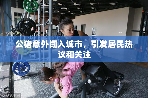 公猪意外闯入城市，引发居民热议和关注