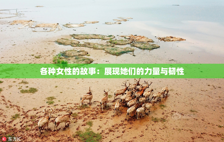 各种女性的故事：展现她们的力量与韧性