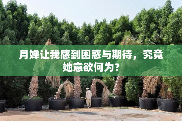 月婵让我感到困惑与期待，究竟她意欲何为？