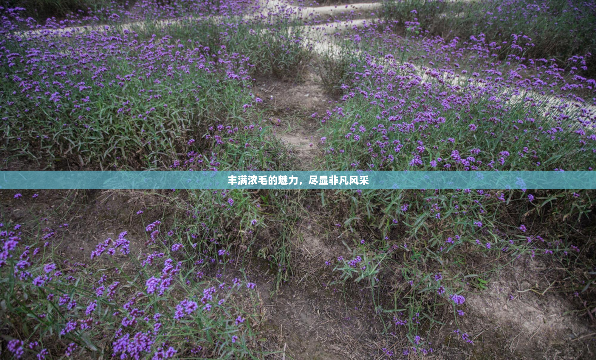 丰满浓毛的魅力，尽显非凡风采