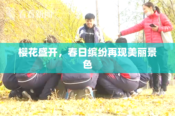 樱花盛开，春日缤纷再现美丽景色