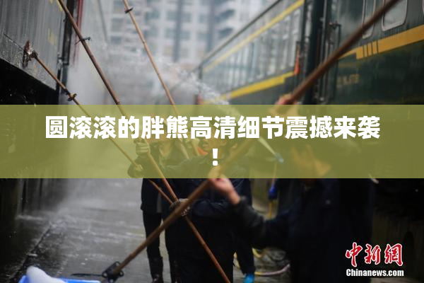 圆滚滚的胖熊高清细节震撼来袭！