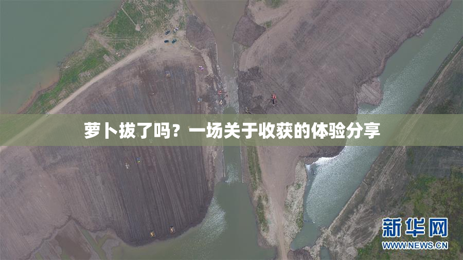 萝卜拔了吗？一场关于收获的体验分享