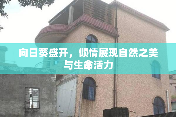 向日葵盛开，倾情展现自然之美与生命活力