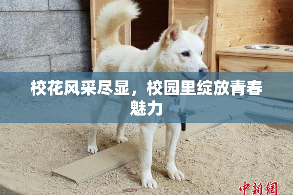 校花风采尽显，校园里绽放青春魅力