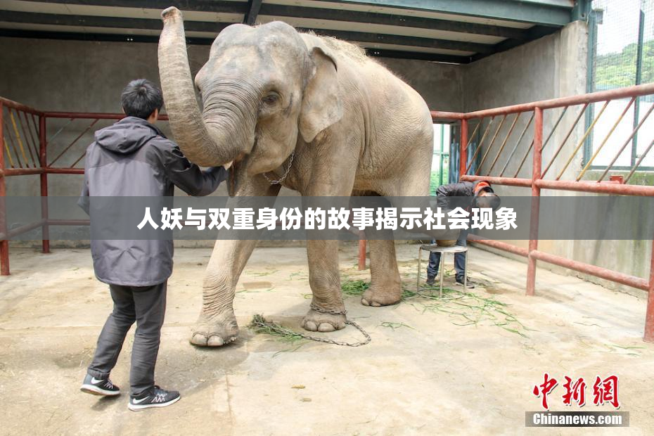 人妖与双重身份的故事揭示社会现象