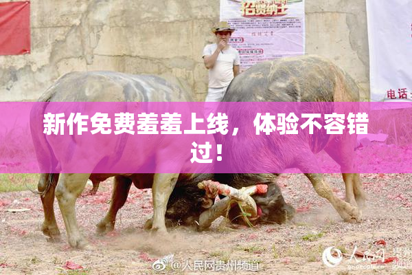 新作免费羞羞上线，体验不容错过！