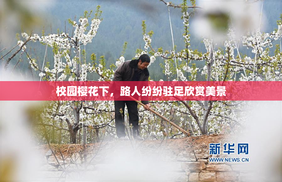 校园樱花下，路人纷纷驻足欣赏美景