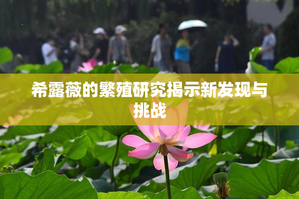 希露薇的繁殖研究揭示新发现与挑战