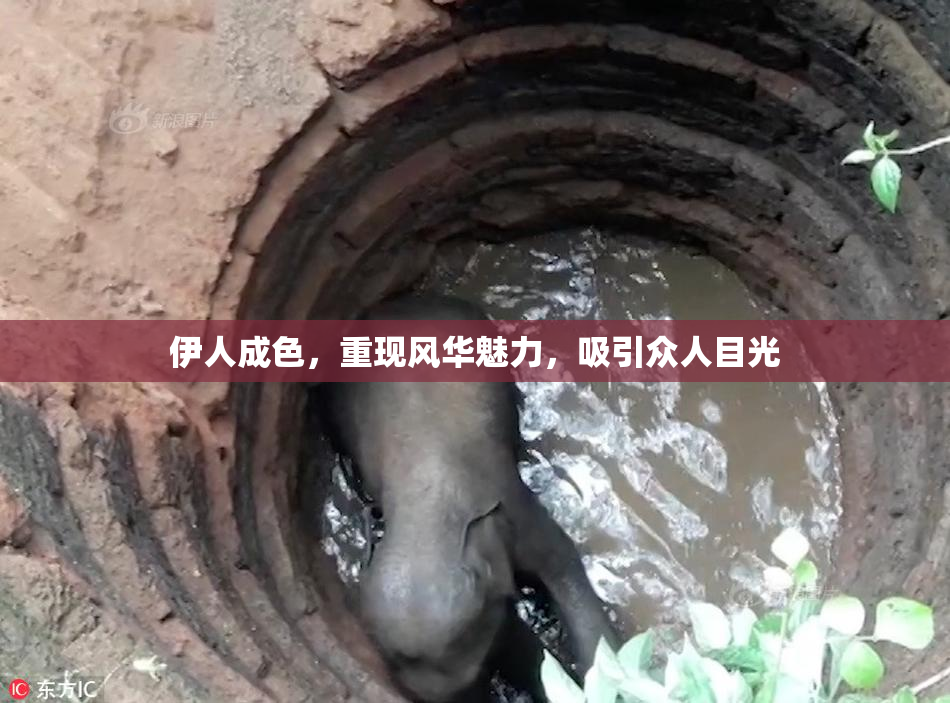 伊人成色，重现风华魅力，吸引众人目光
