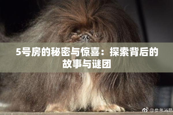 5号房的秘密与惊喜：探索背后的故事与谜团
