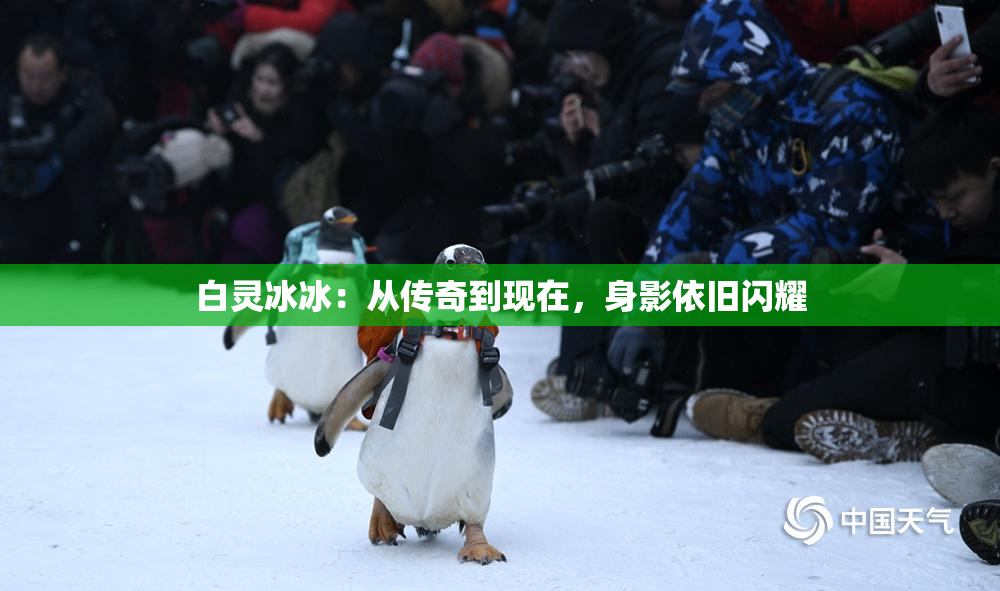 白灵冰冰：从传奇到现在，身影依旧闪耀