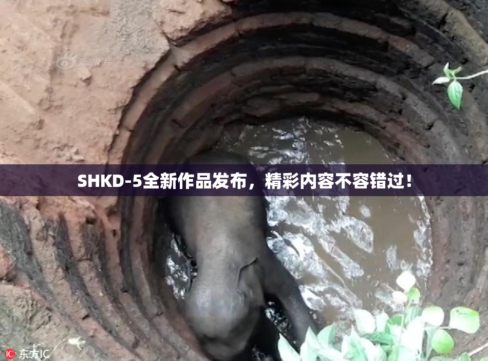 SHKD-5全新作品发布，精彩内容不容错过！