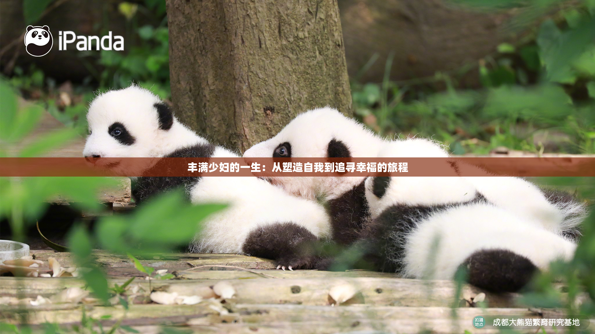 丰满少妇的一生：从塑造自我到追寻幸福的旅程