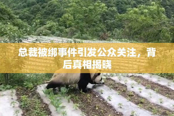 总裁被绑事件引发公众关注，背后真相揭晓