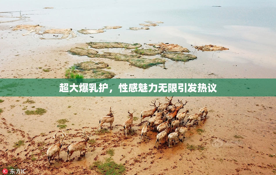 超大爆乳护，性感魅力无限引发热议