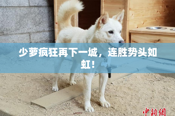 少萝疯狂再下一城，连胜势头如虹！