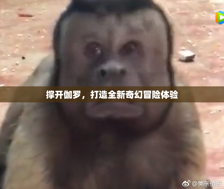撑开伽罗，打造全新奇幻冒险体验
