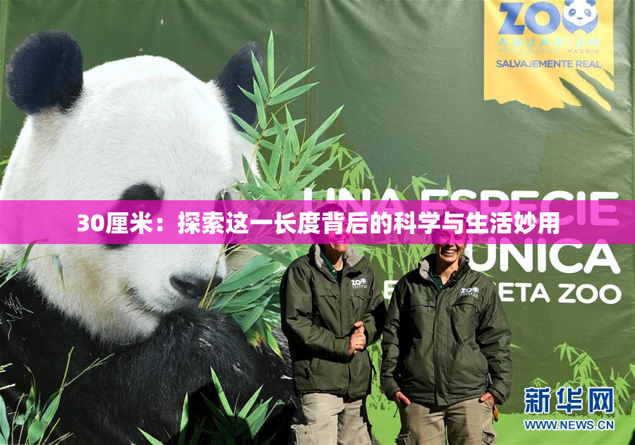 30厘米：探索这一长度背后的科学与生活妙用