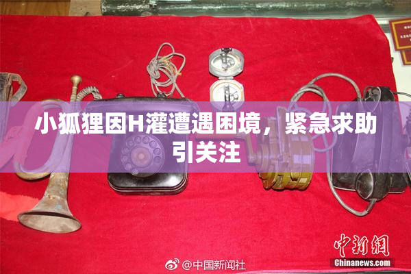 小狐狸因H灌遭遇困境，紧急求助引关注