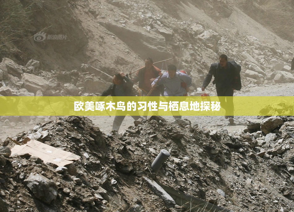 欧美啄木鸟的习性与栖息地探秘